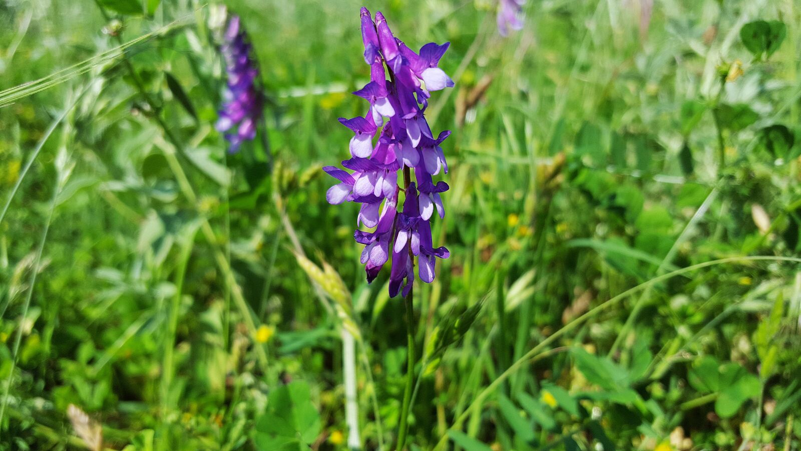 Samsung Galaxy S6 sample photo. Fabaceae, vetch, vicia cracca photography