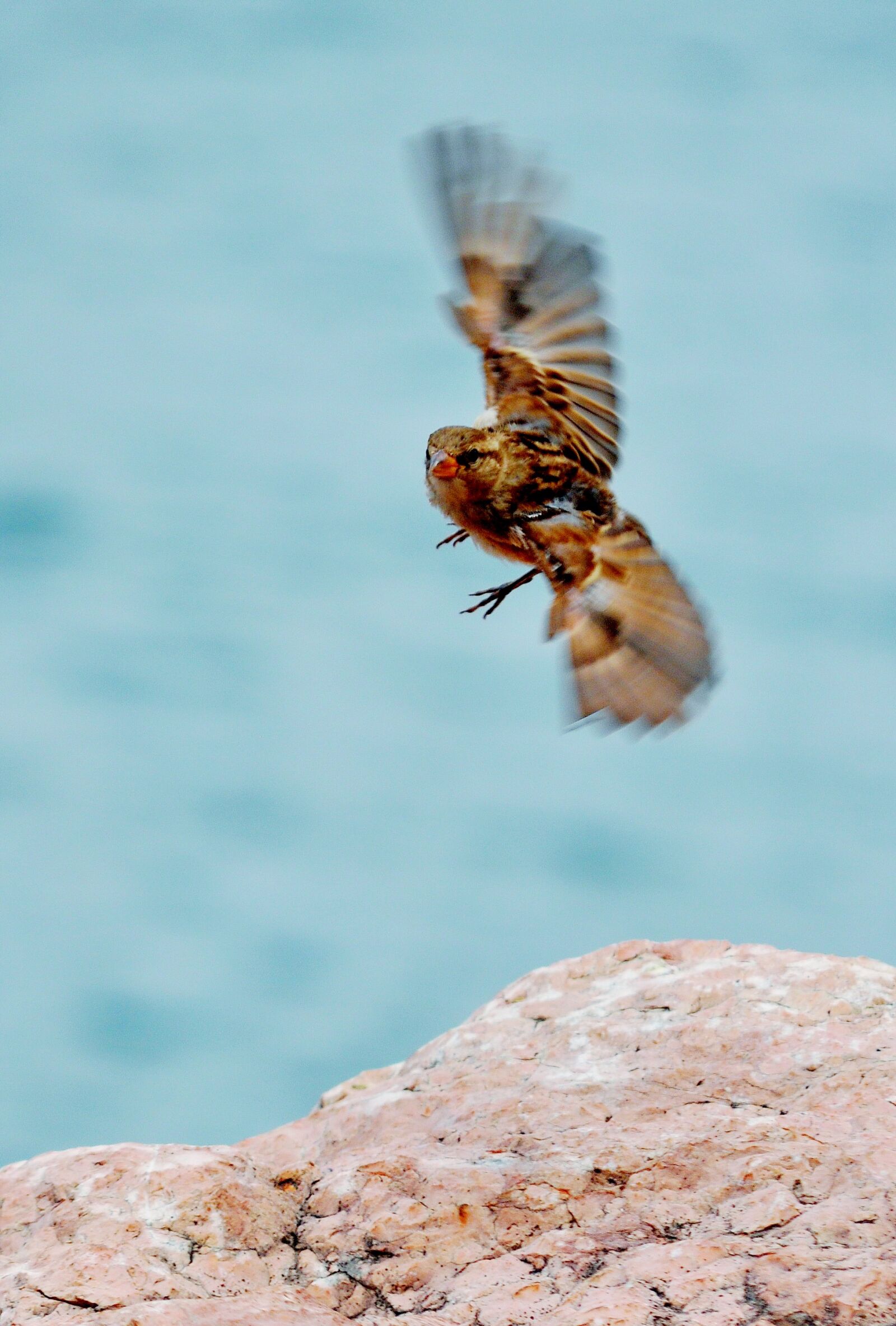 Nikon D5000 sample photo. Sperling, bird, songbird photography