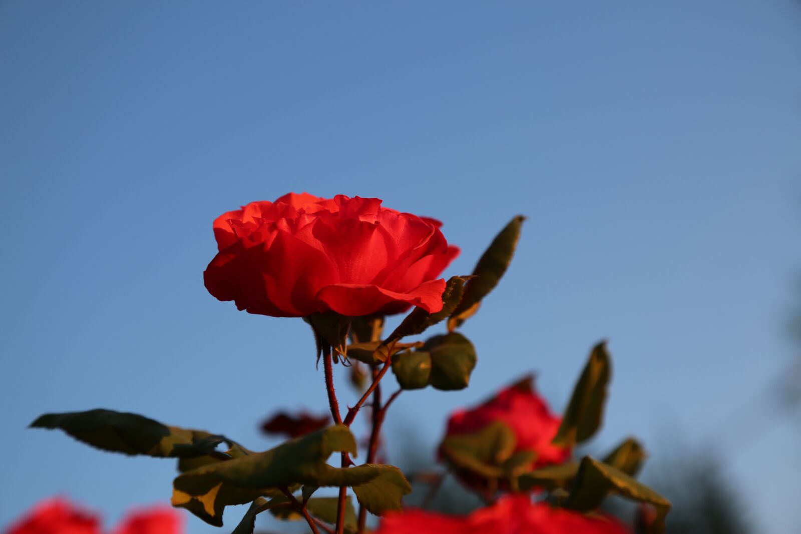 Canon EF 24-105mm F4L IS USM sample photo. Rose, red rose, flower photography