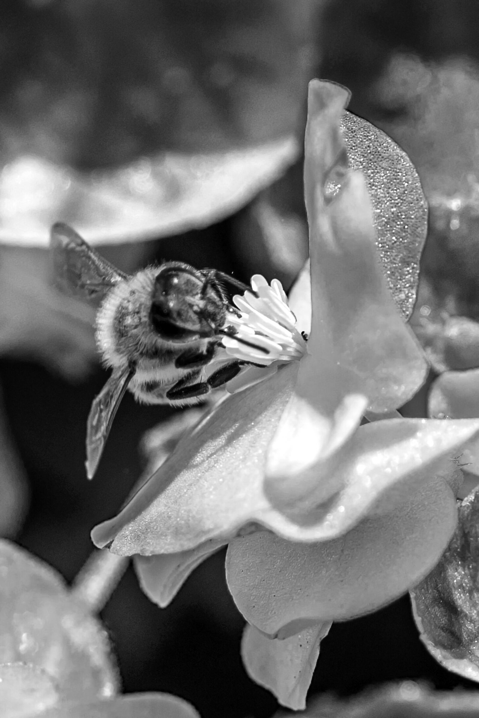 Canon EF 180mm F3.5L Macro USM sample photo. Nature, bee, flower photography