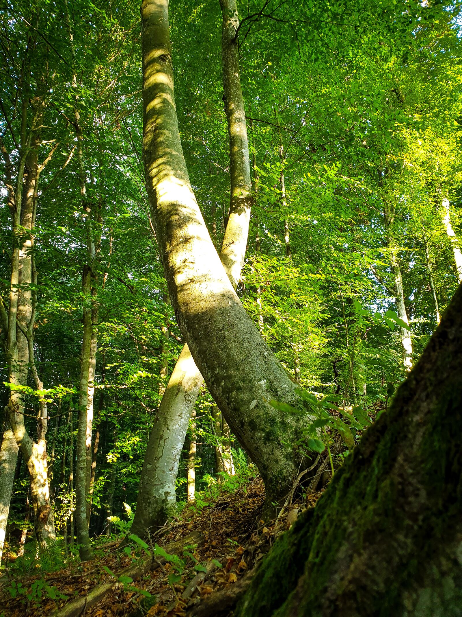Samsung SM-G960F sample photo. Tree, forest, light photography