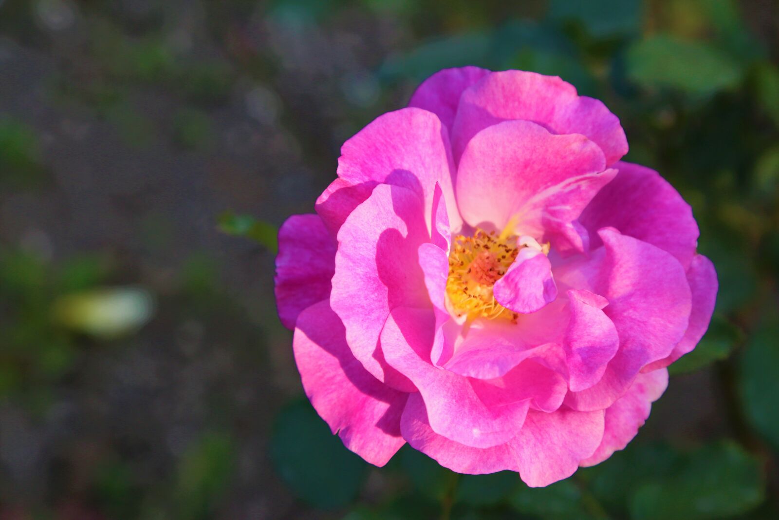 Canon EF 24-105mm F4L IS USM sample photo. Rose, nature, flower photography