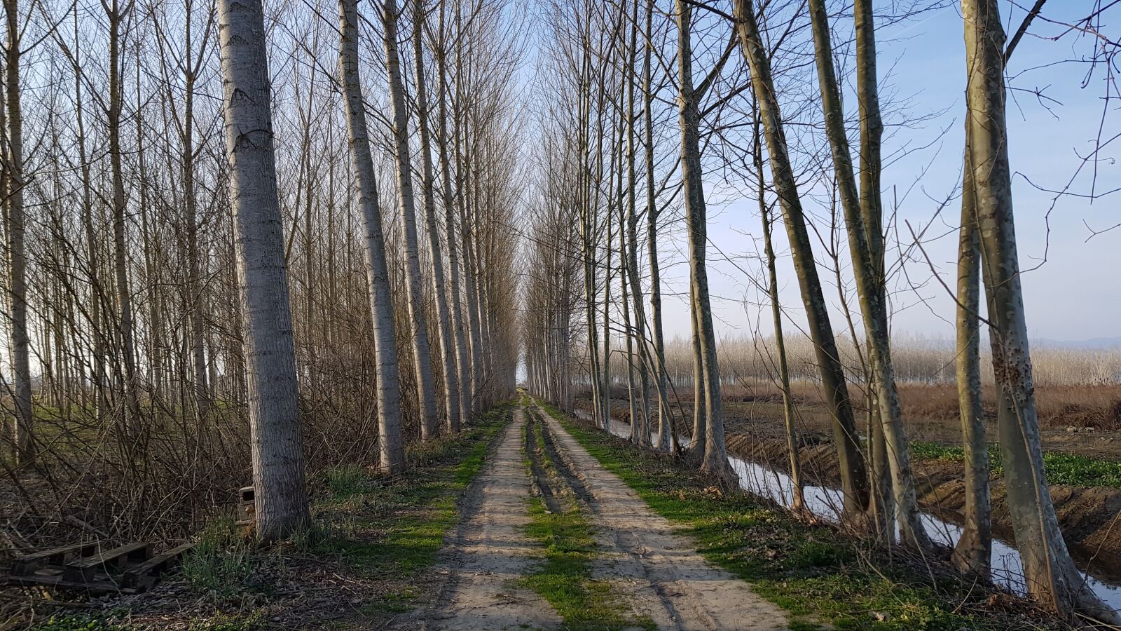 Samsung Galaxy S8 sample photo. Trees, swamp, nature photography