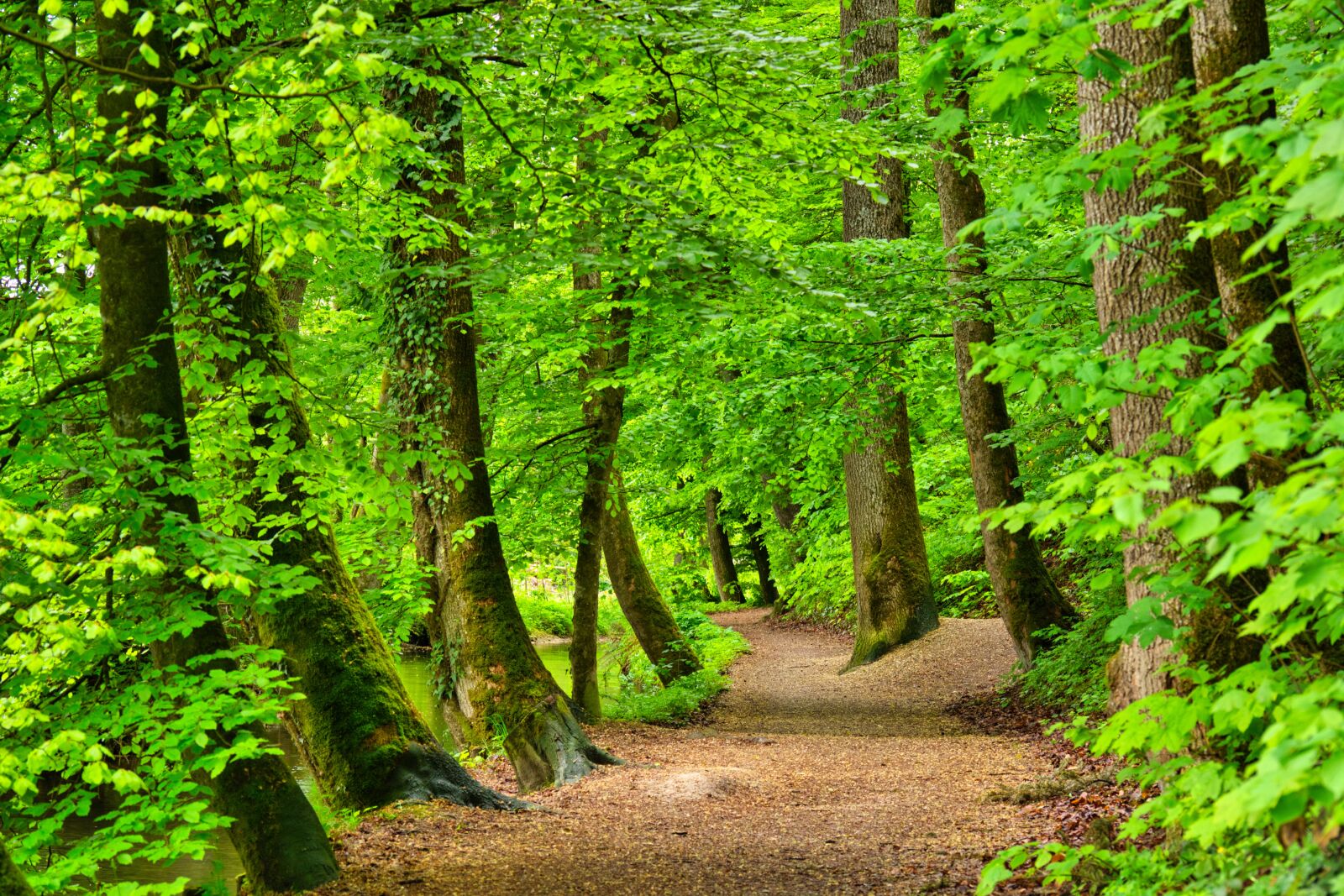 Nikon D7100 sample photo. Forest, away, forest path photography