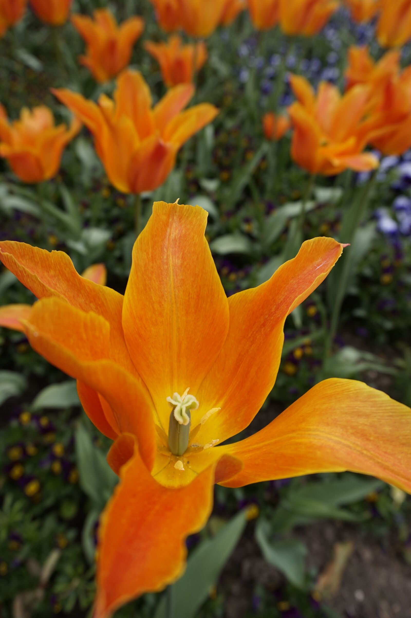 Sony Alpha a5000 (ILCE 5000) sample photo. Flowers, plant, garden photography