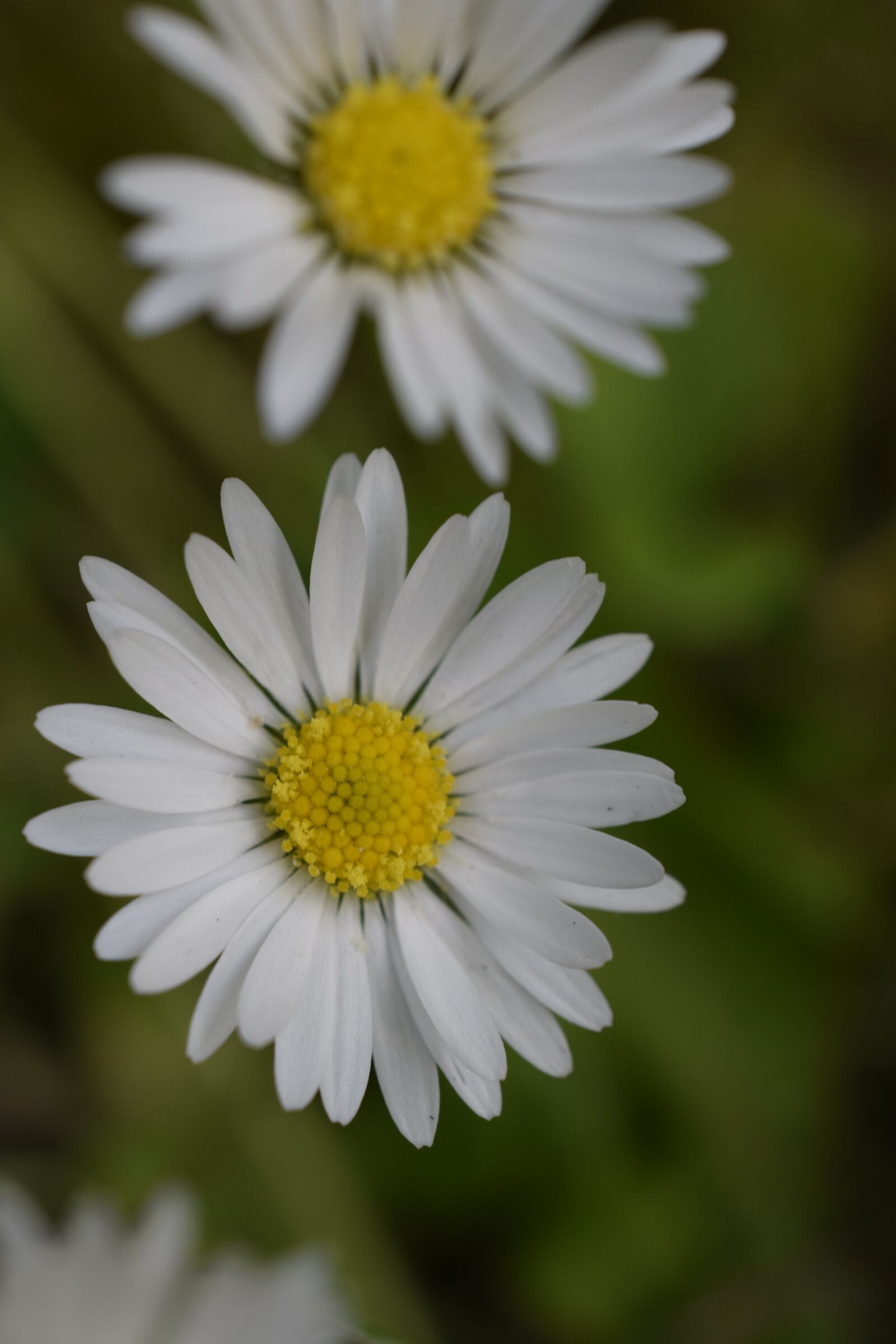Nikon D3300 sample photo. Daisy, blossom, flowers photography