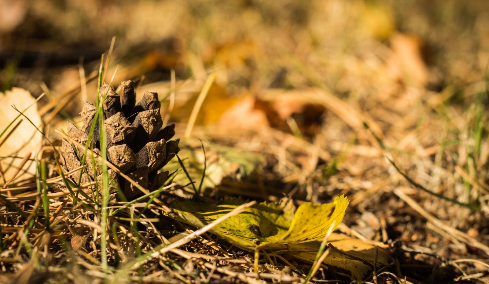 Canon EOS 700D (EOS Rebel T5i / EOS Kiss X7i) sample photo. Cone, nature, forest photography