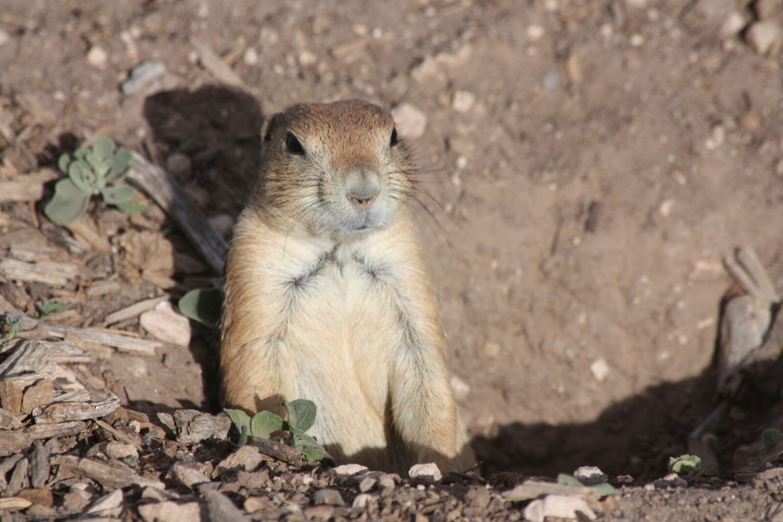 Canon EOS 450D (EOS Rebel XSi / EOS Kiss X2) sample photo. Prairie dog, lubbock, texas photography