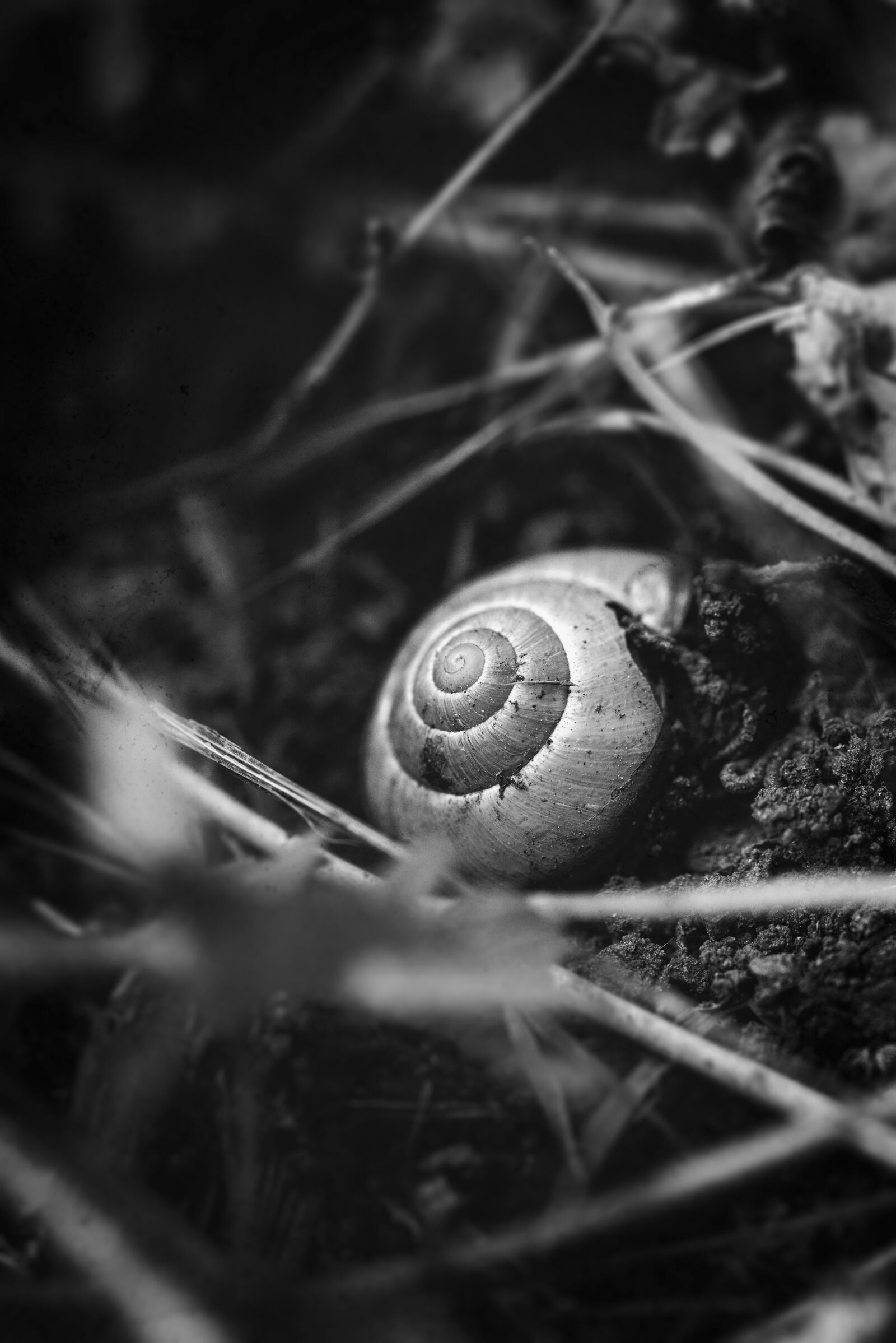 Nikon D750 sample photo. Snail shell, black and photography
