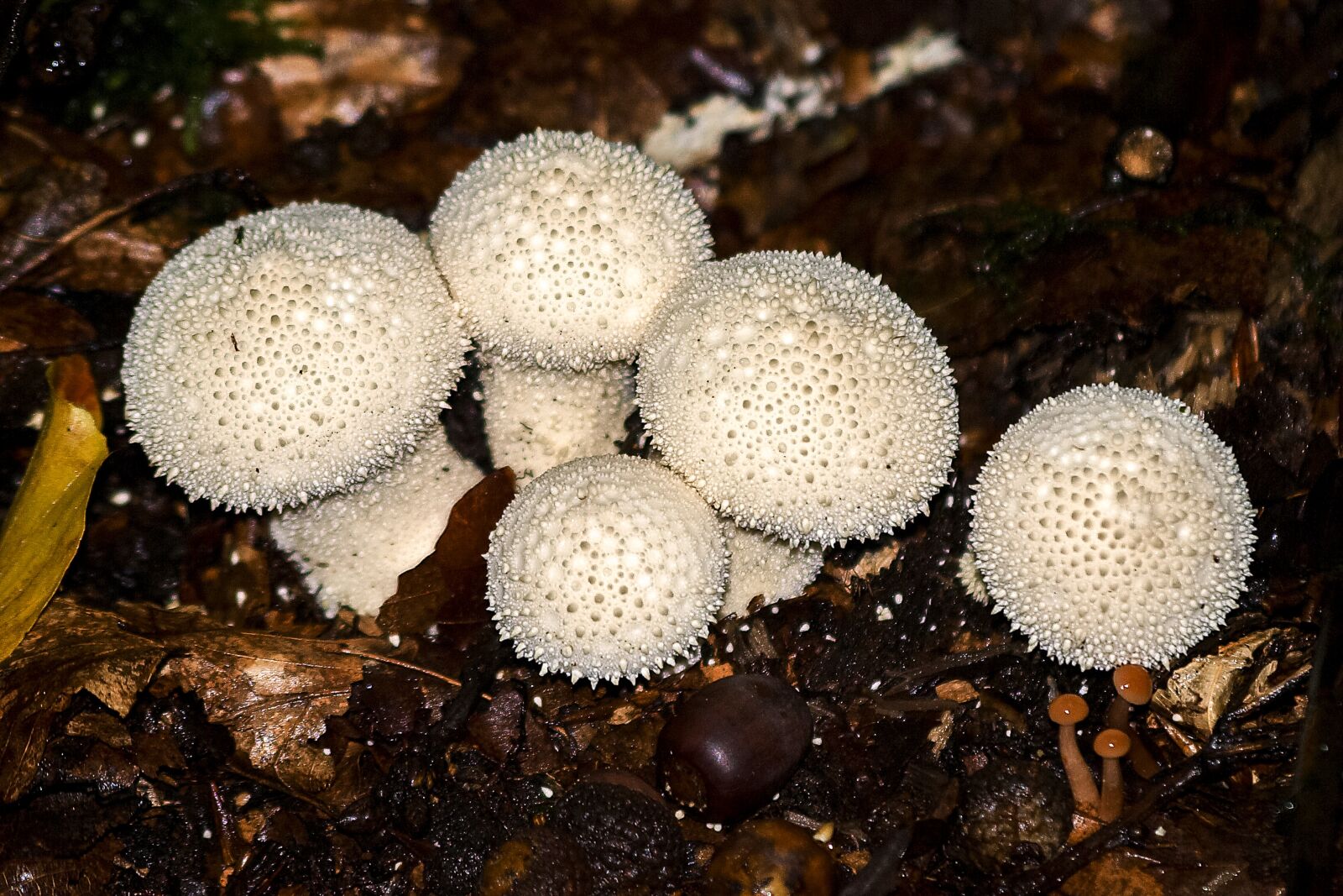 Olympus E-3 sample photo. Mushroom, forest, autumn photography