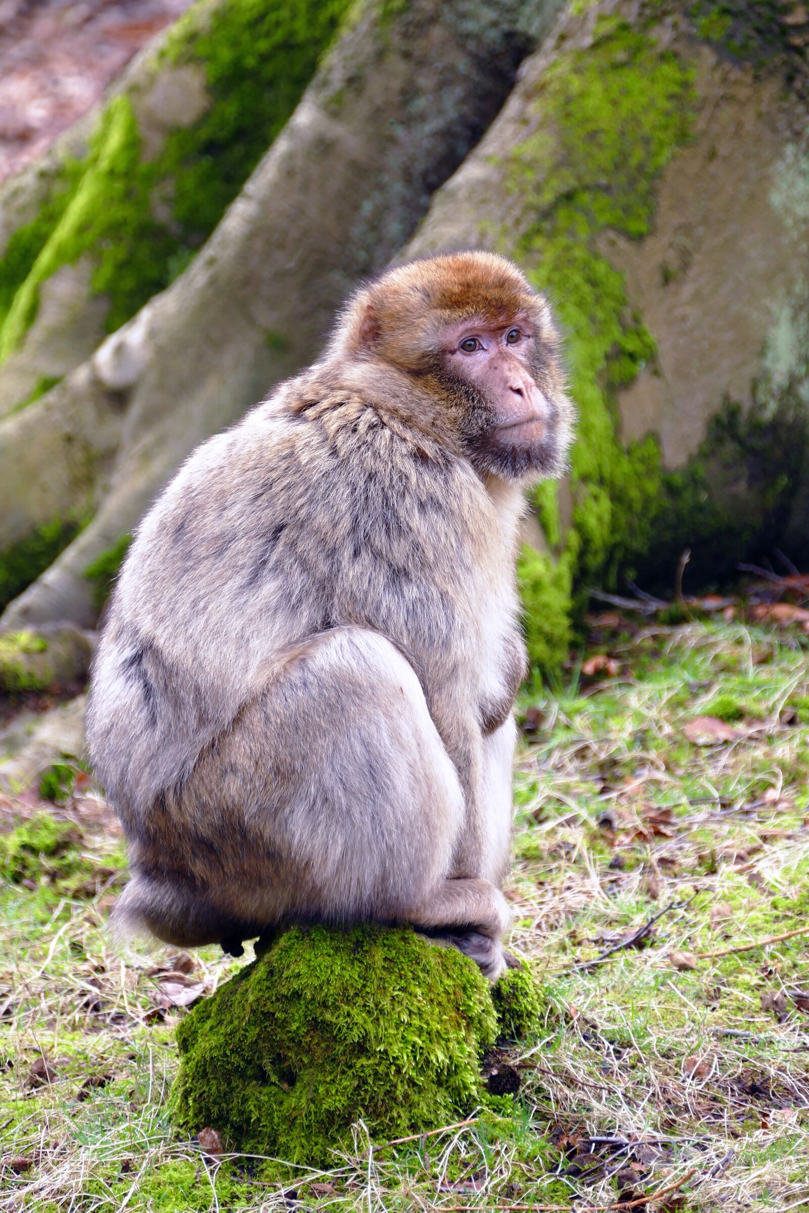 Panasonic Lumix DMC-FZ1000 sample photo. Ape, monkey, animal photography