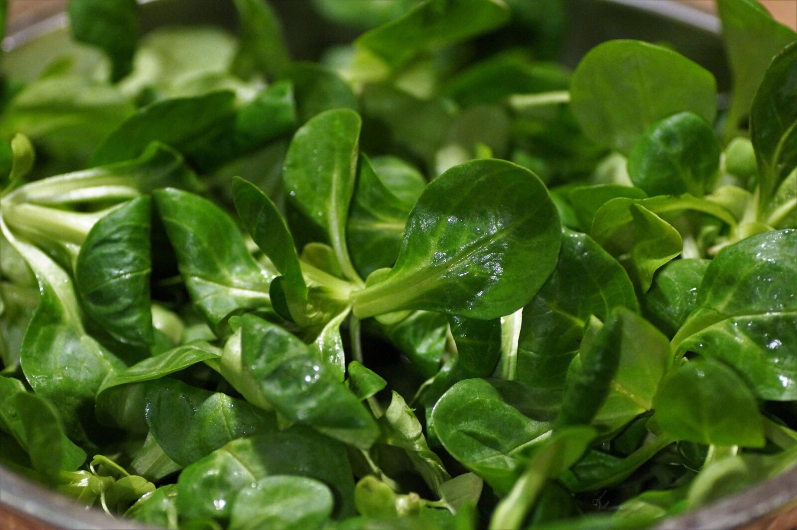 Sony SLT-A58 sample photo. Salad, lamb's lettuce, field photography