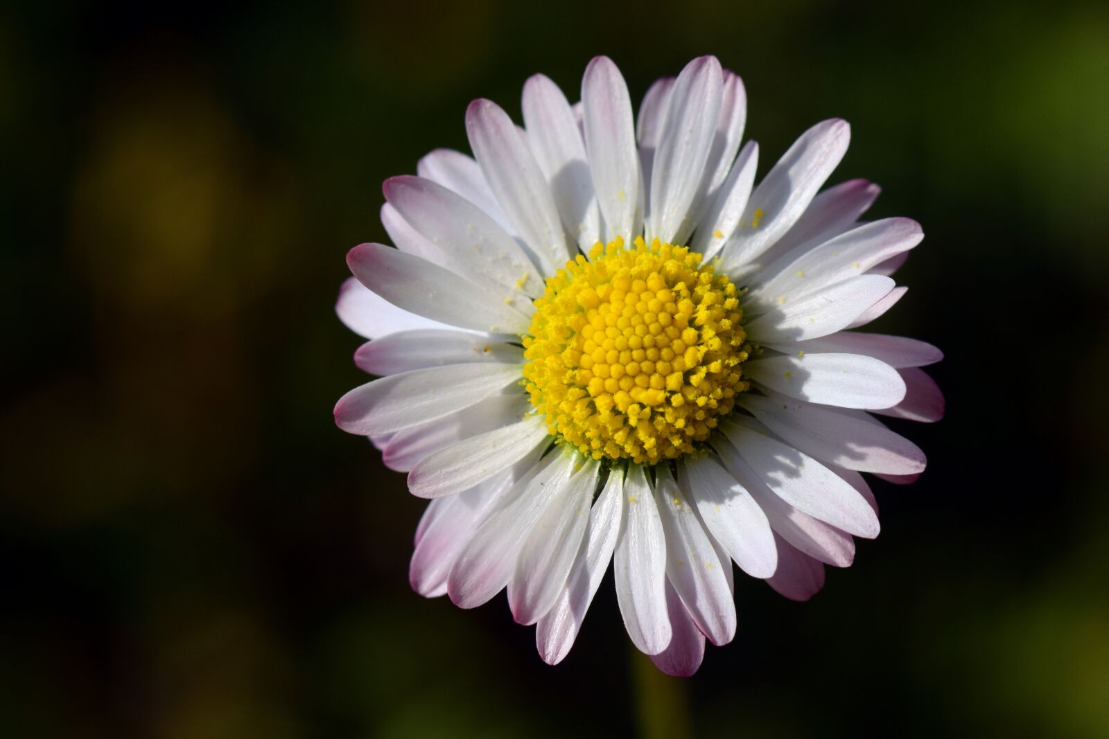 Nikon D3300 sample photo. Daisy, small, white photography