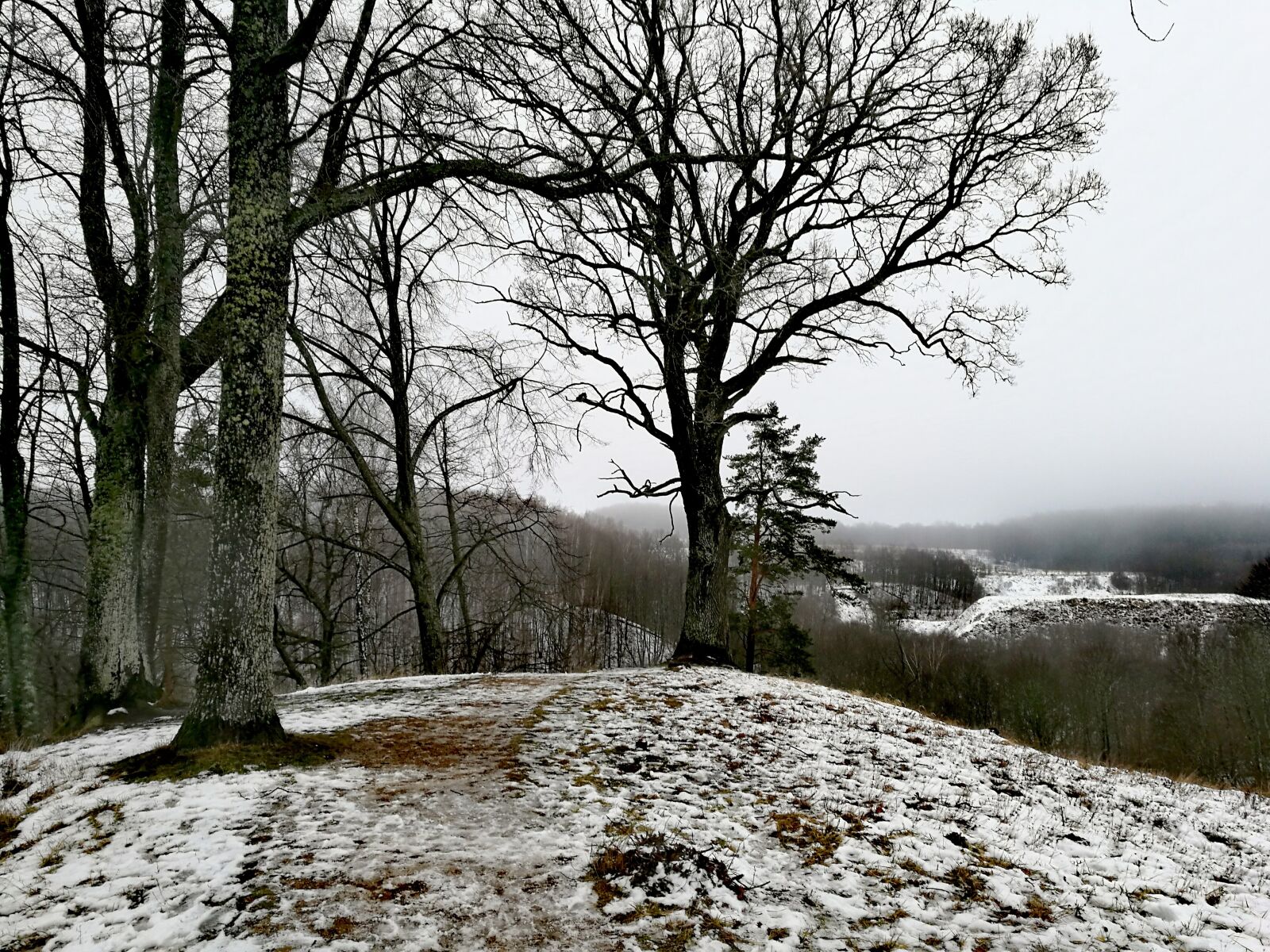 HUAWEI P9 sample photo. Nature, snow, trees photography