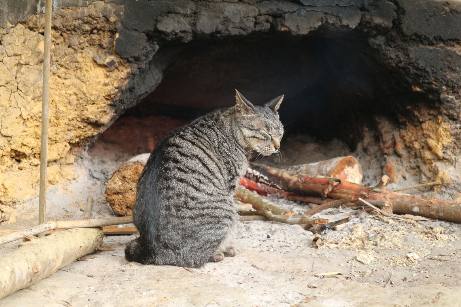 Canon EF-M 15-45mm F3.5-6.3 IS STM sample photo. Animal, cat, vietnam photography