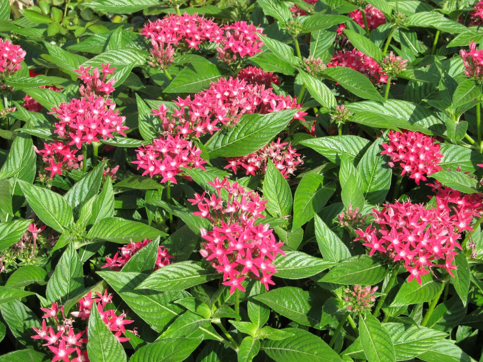 Canon PowerShot SX130 IS sample photo. Pink, flower, tiny photography