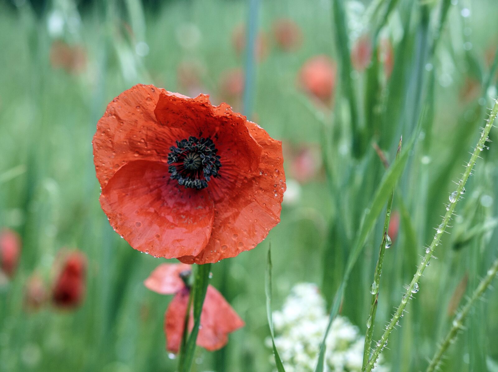 Sony a6000 sample photo. Poppy, flower, red photography
