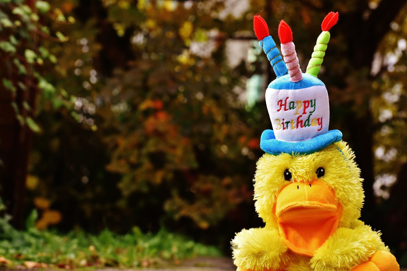 Nikon D7200 sample photo. Birthday, congratulations, duck photography