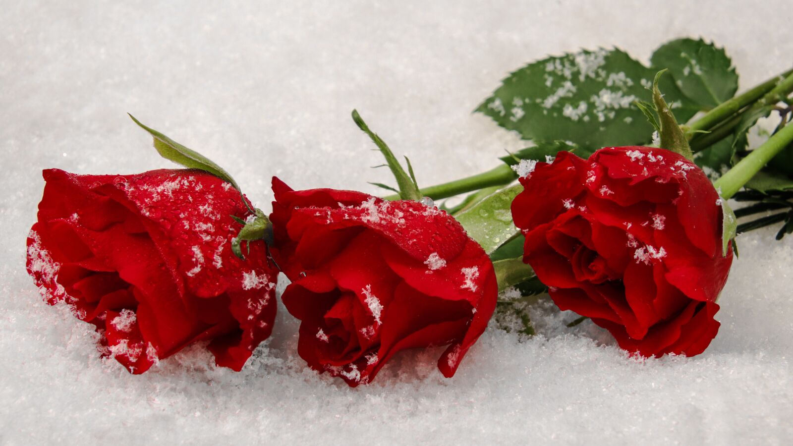 Canon EOS 90D sample photo. Winter roses, red roses photography