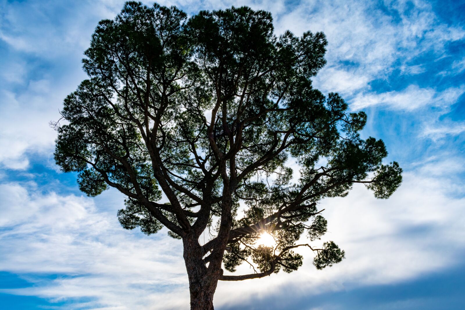 Nikon D5600 sample photo. Tree, sky, blue photography
