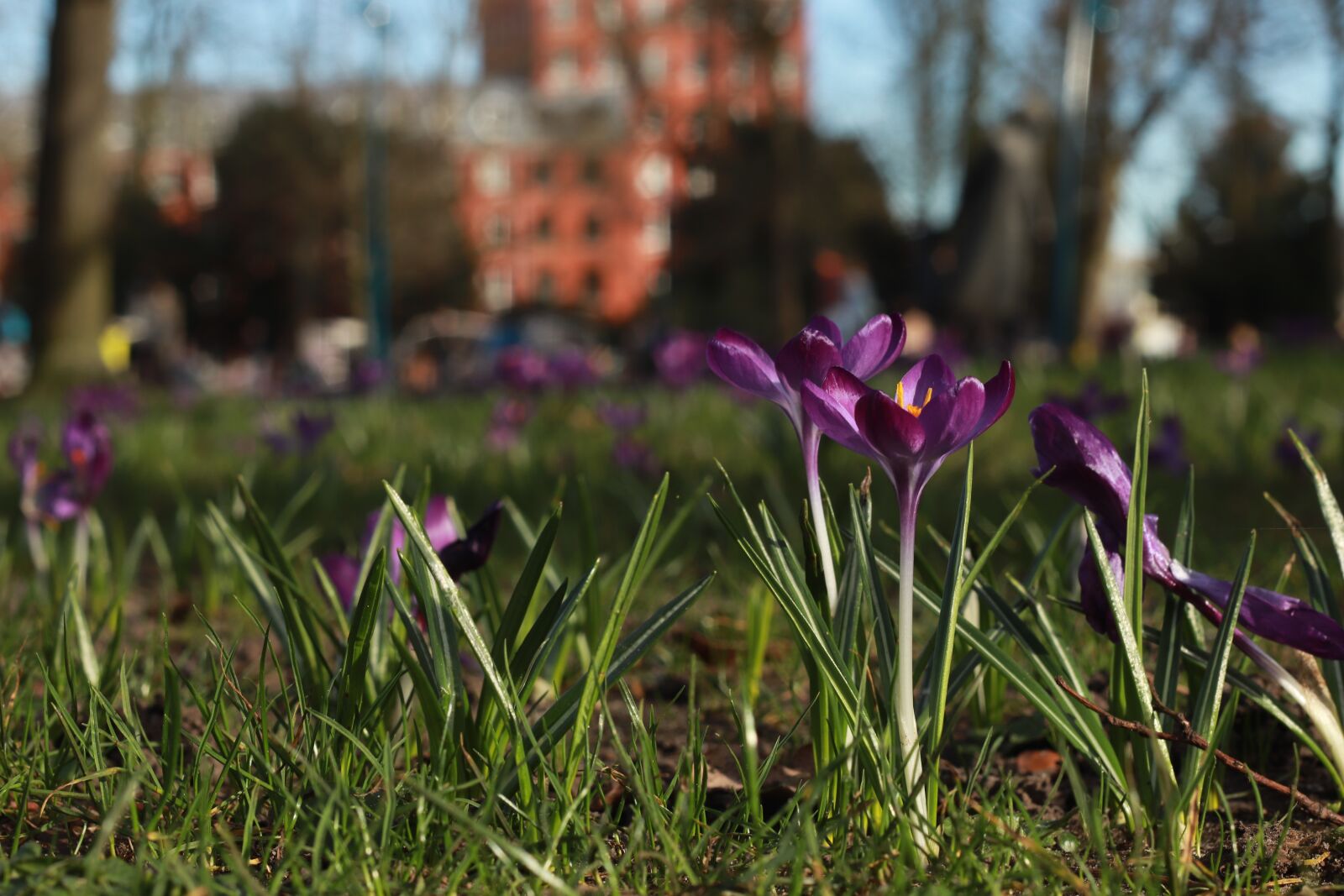 Canon EF 50mm F1.8 II sample photo. Breda, flowers, flower photography