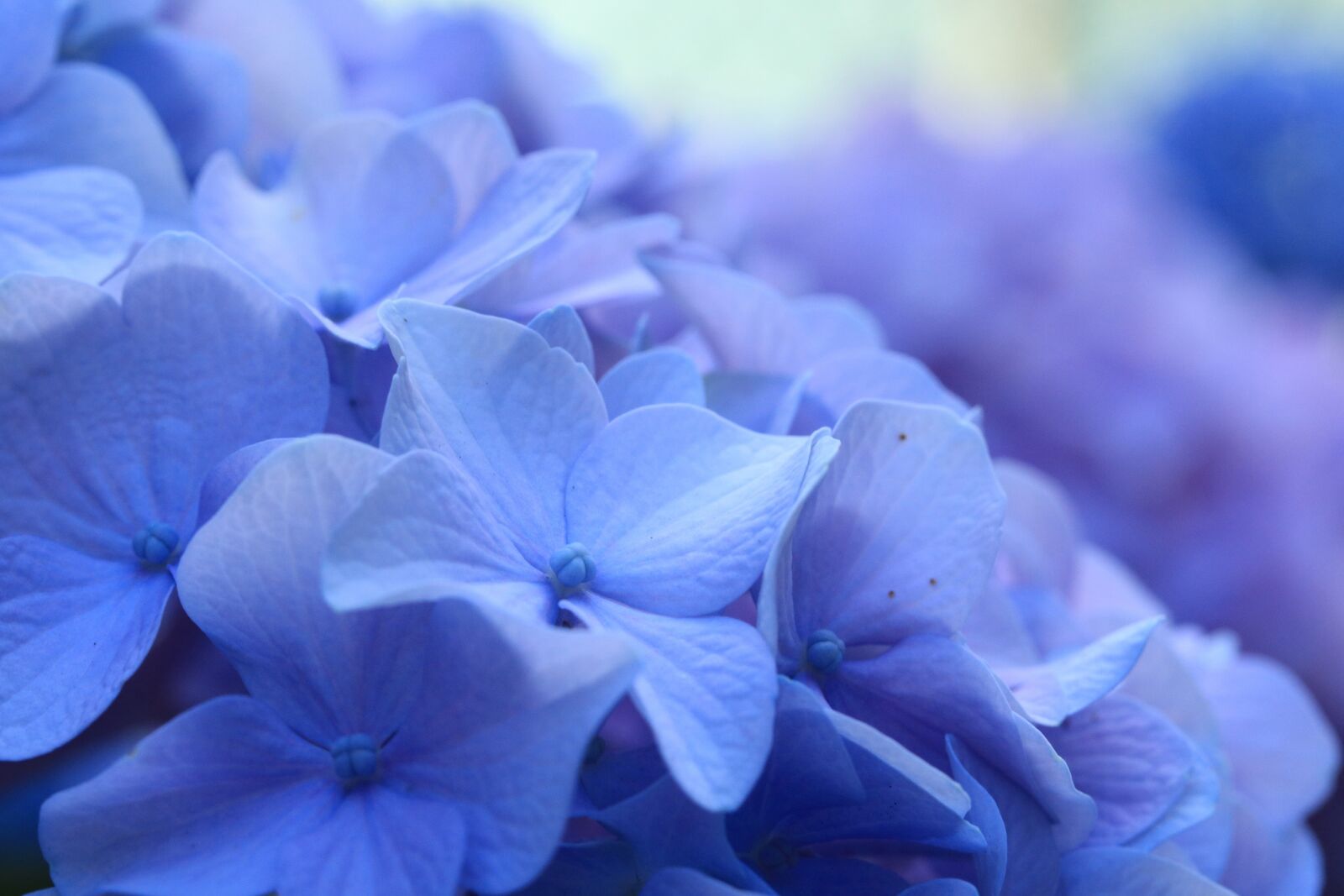 Canon EOS 750D (EOS Rebel T6i / EOS Kiss X8i) + Canon EF-S 60mm F2.8 Macro USM sample photo. Blue hydrangea, flowers, flower photography