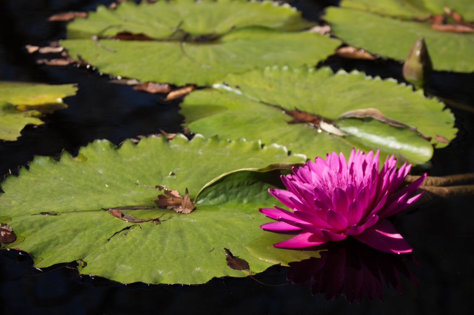 Nikon D3200 sample photo. Pond, lily, lilly pad photography