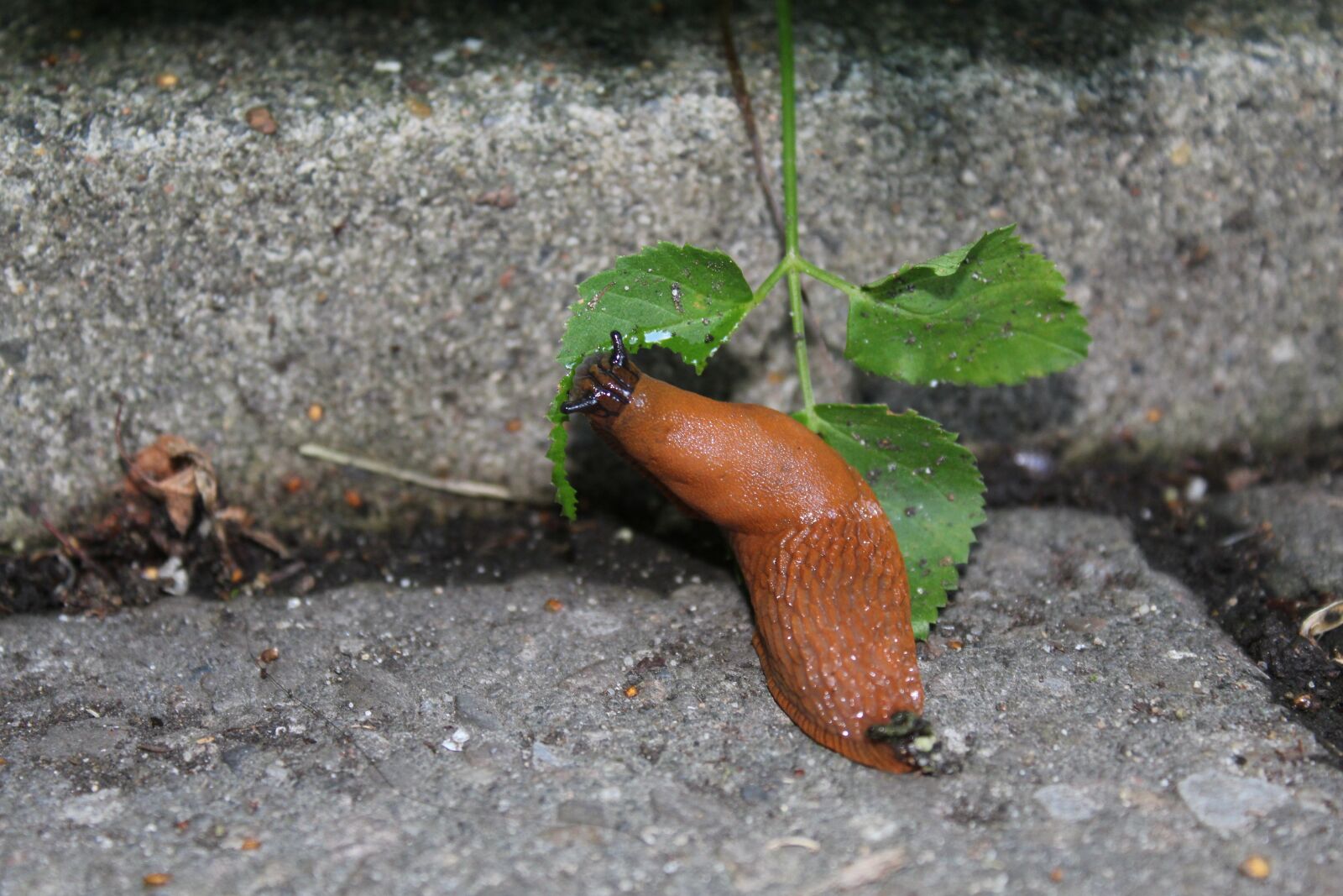 Canon EOS 1300D (EOS Rebel T6 / EOS Kiss X80) sample photo. Snail, nature, mollusk photography