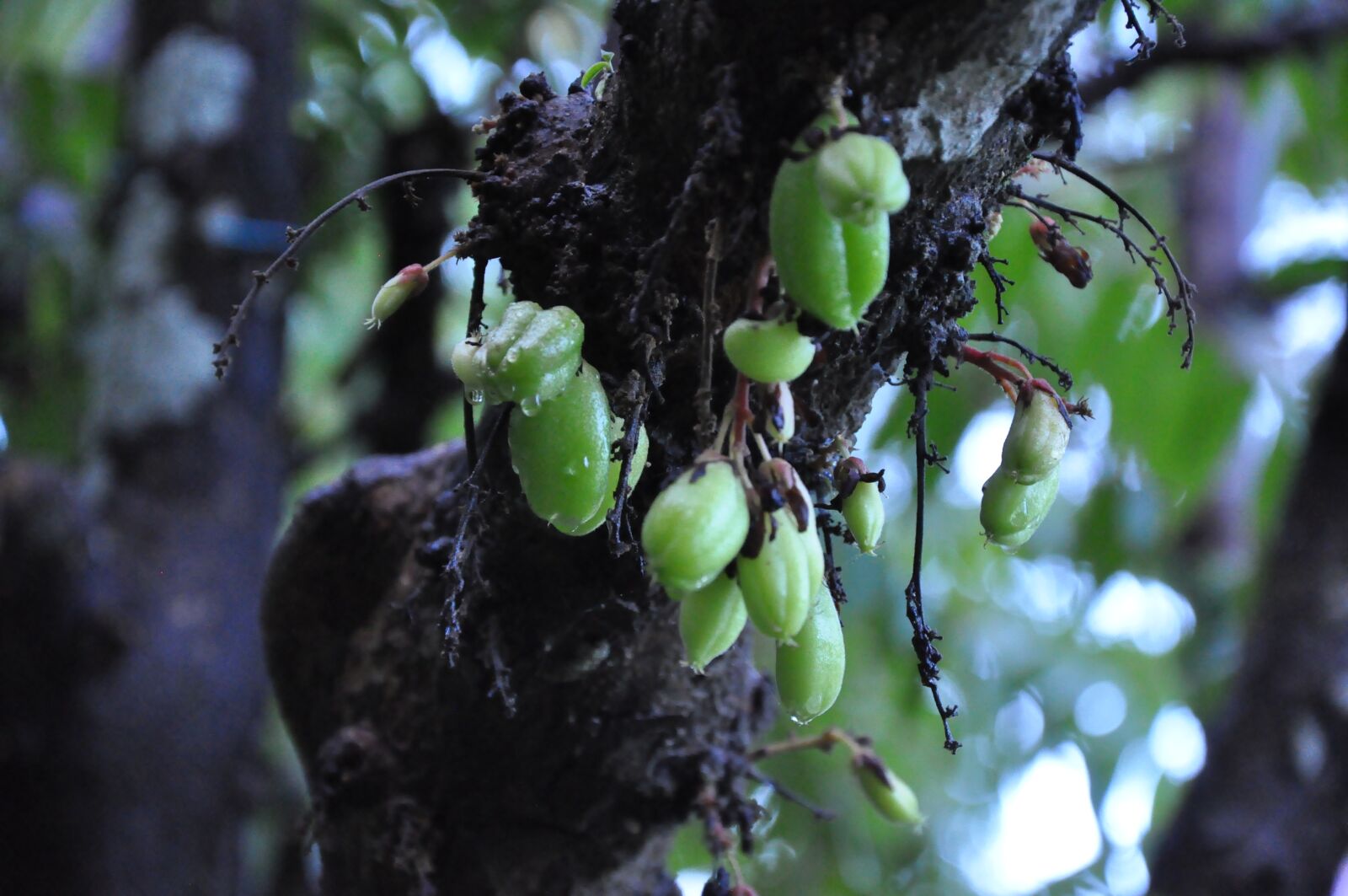 Nikon D90 sample photo. Fruit, carambola, star photography