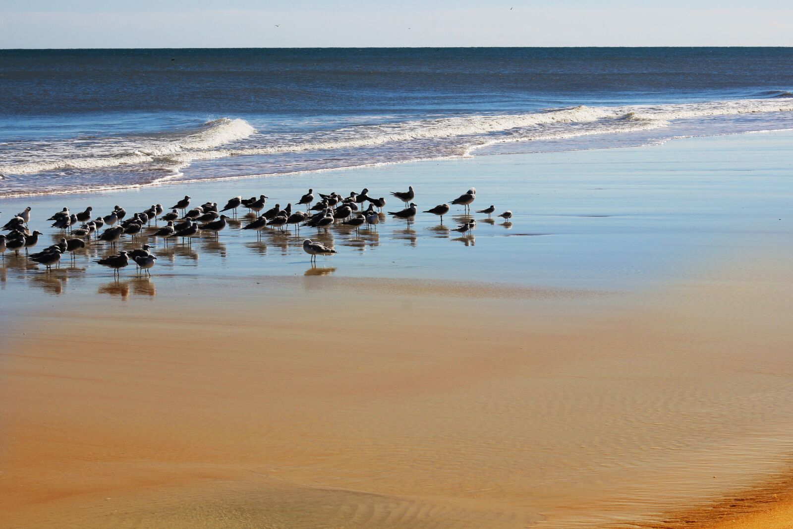 Canon EOS 600D (Rebel EOS T3i / EOS Kiss X5) sample photo. Beach, ocean, seagulls photography