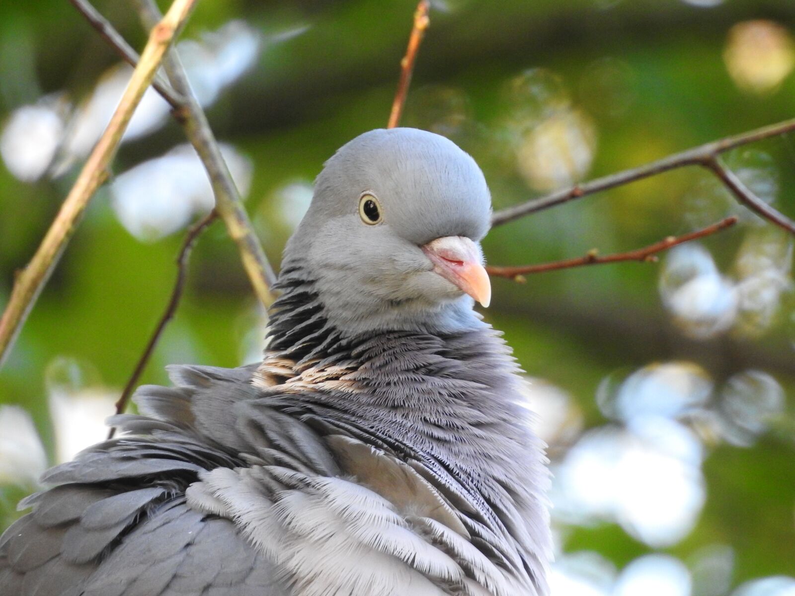 Nikon Coolpix P900 sample photo. Dove, wild pigeon, bird photography