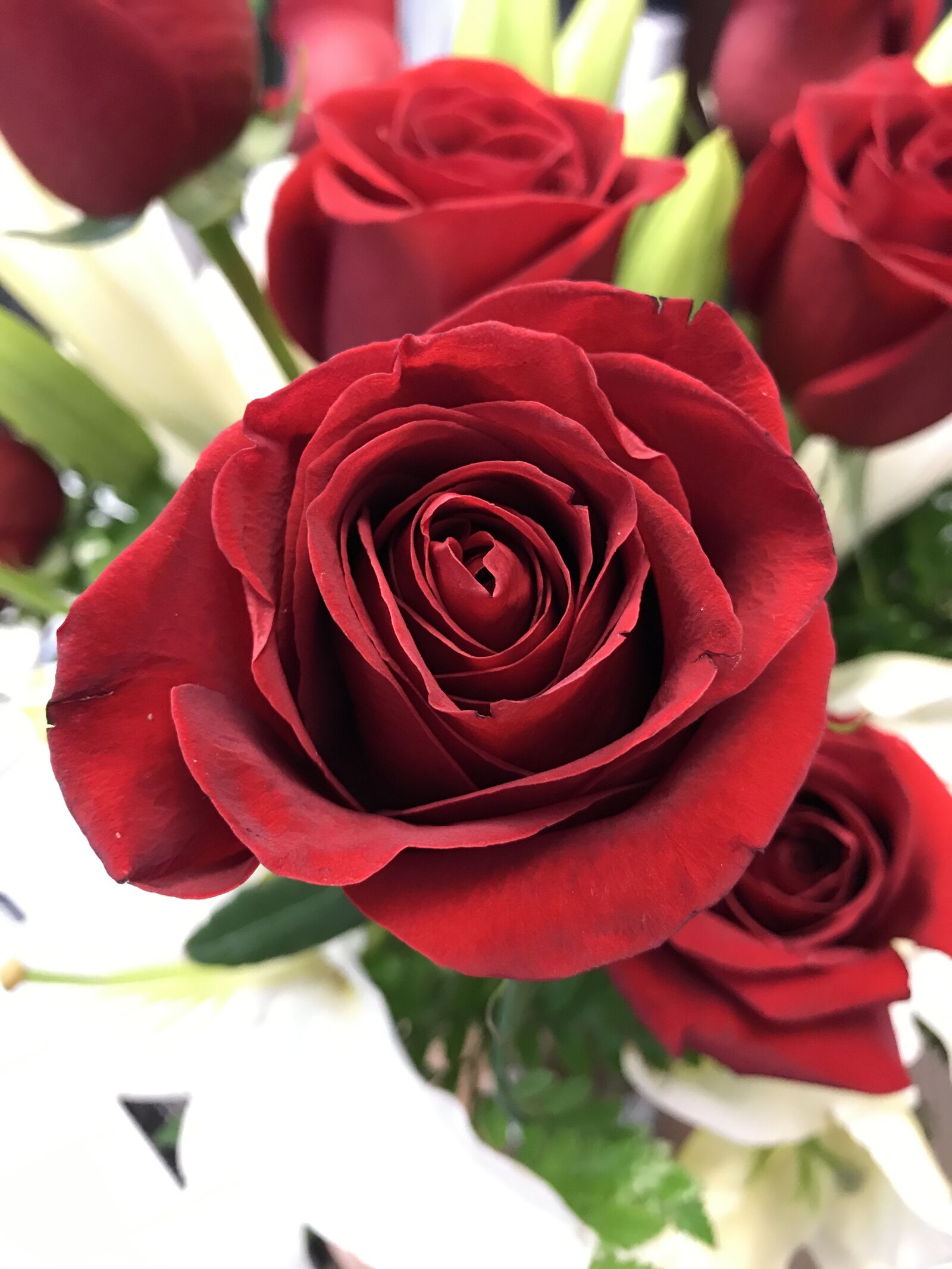 iPhone 7 Plus back dual camera 3.99mm f/1.8 sample photo. Rose, red, white photography