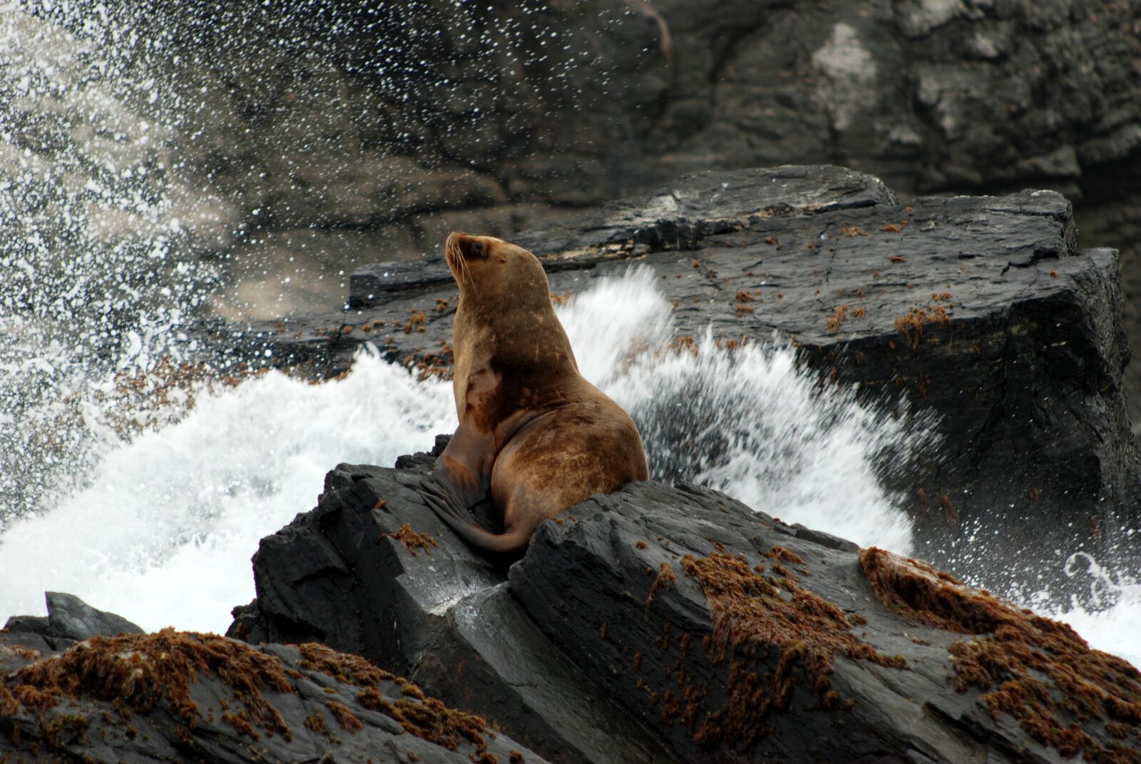Nikon D80 sample photo. Sea lion, peru, chile photography