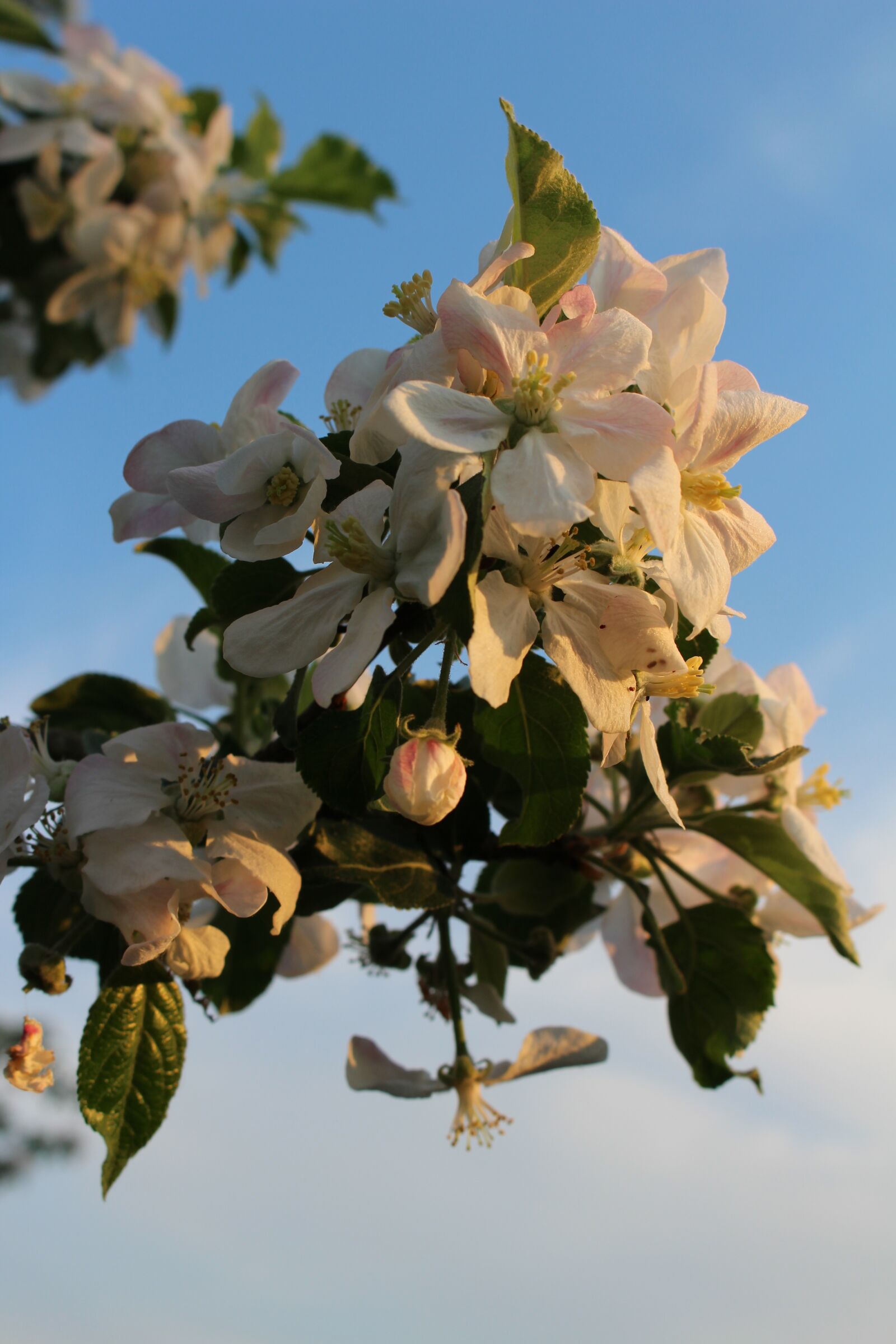 Canon EOS 100D (EOS Rebel SL1 / EOS Kiss X7) sample photo. Apple tree, blossom, bloom photography