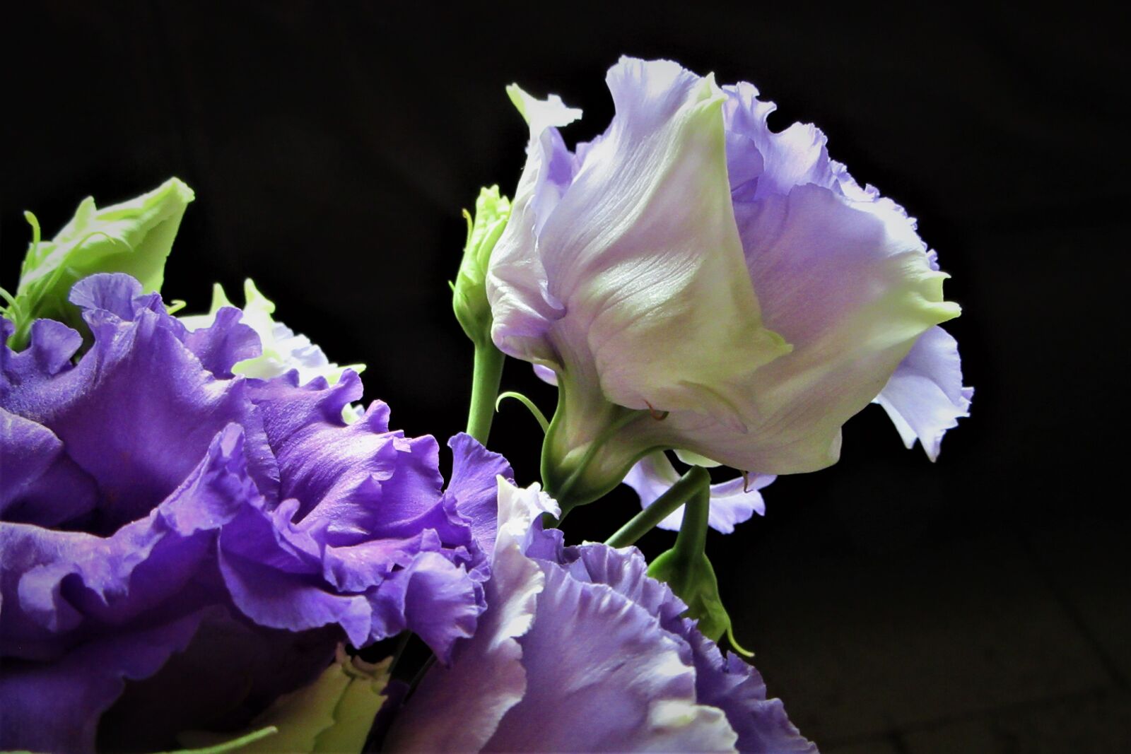 Canon PowerShot SX610 HS sample photo. Flower, lilac, grow photography