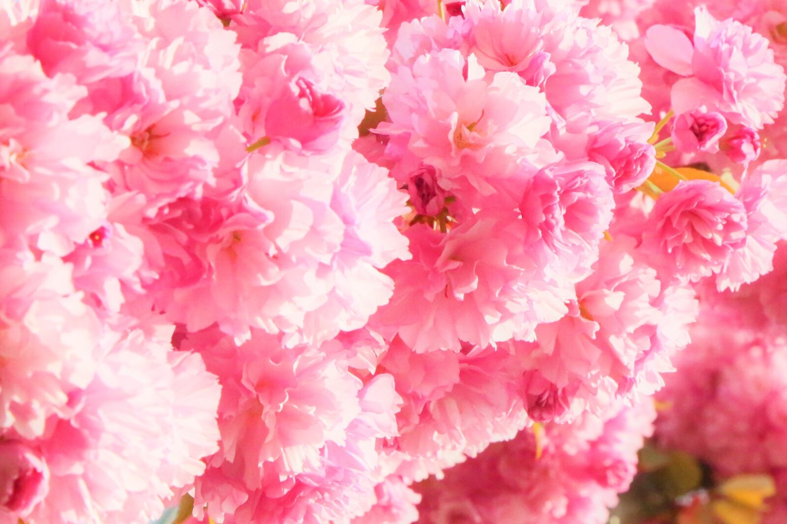 Canon EF 24-105mm F4L IS USM sample photo. Flowers, cherry, japanese cherry photography