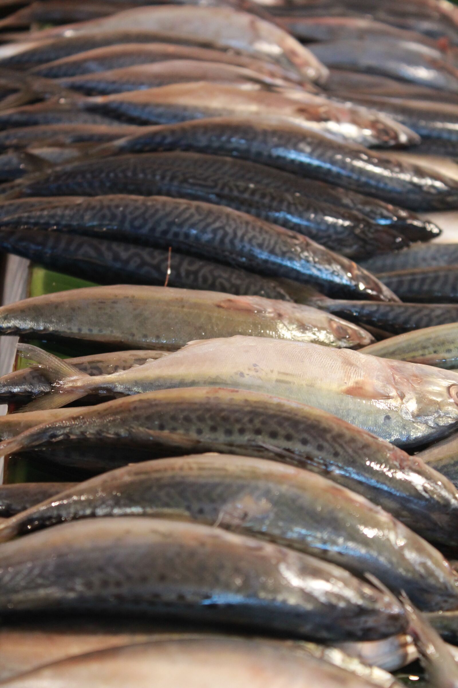 Canon EOS 1100D (EOS Rebel T3 / EOS Kiss X50) sample photo. Fish, nutrition, seafood photography