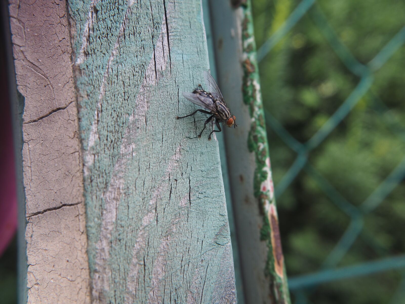 Olympus OM-D E-M10 sample photo. Fly, insect, nature photography
