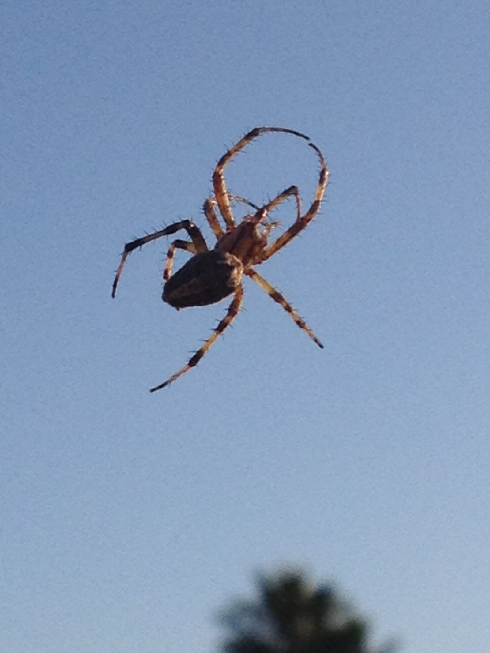 iPhone 4S back camera 4.28mm f/2.4 sample photo. Spider, itsy bitsy spider photography