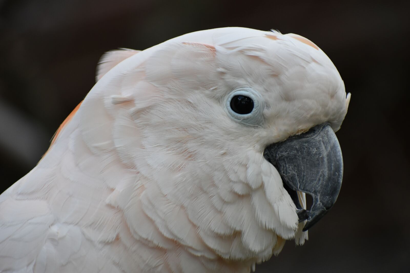 Nikon D3400 sample photo. Cockatoos, bird, head photography