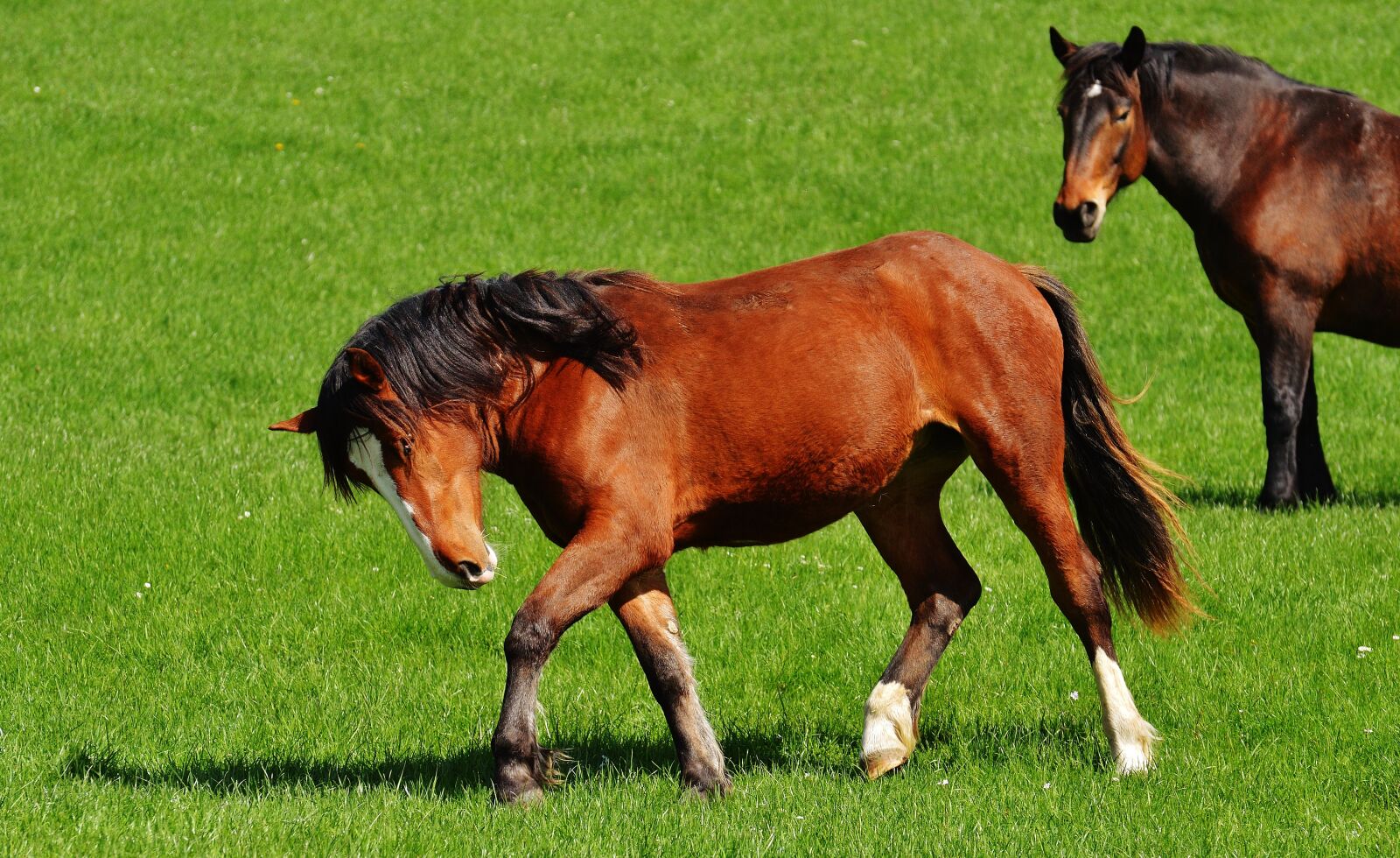 Nikon D3200 sample photo. Horses, meadow, coupling photography