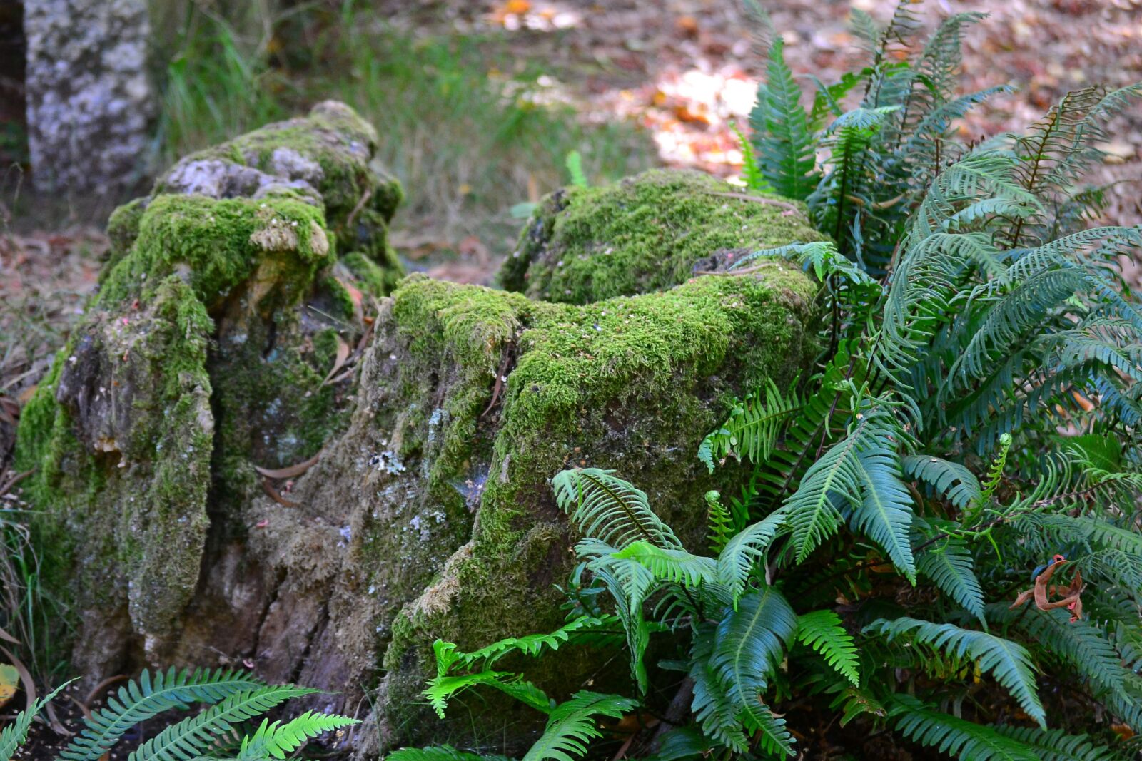 Nikon D3100 sample photo. Nature, green, leaves photography