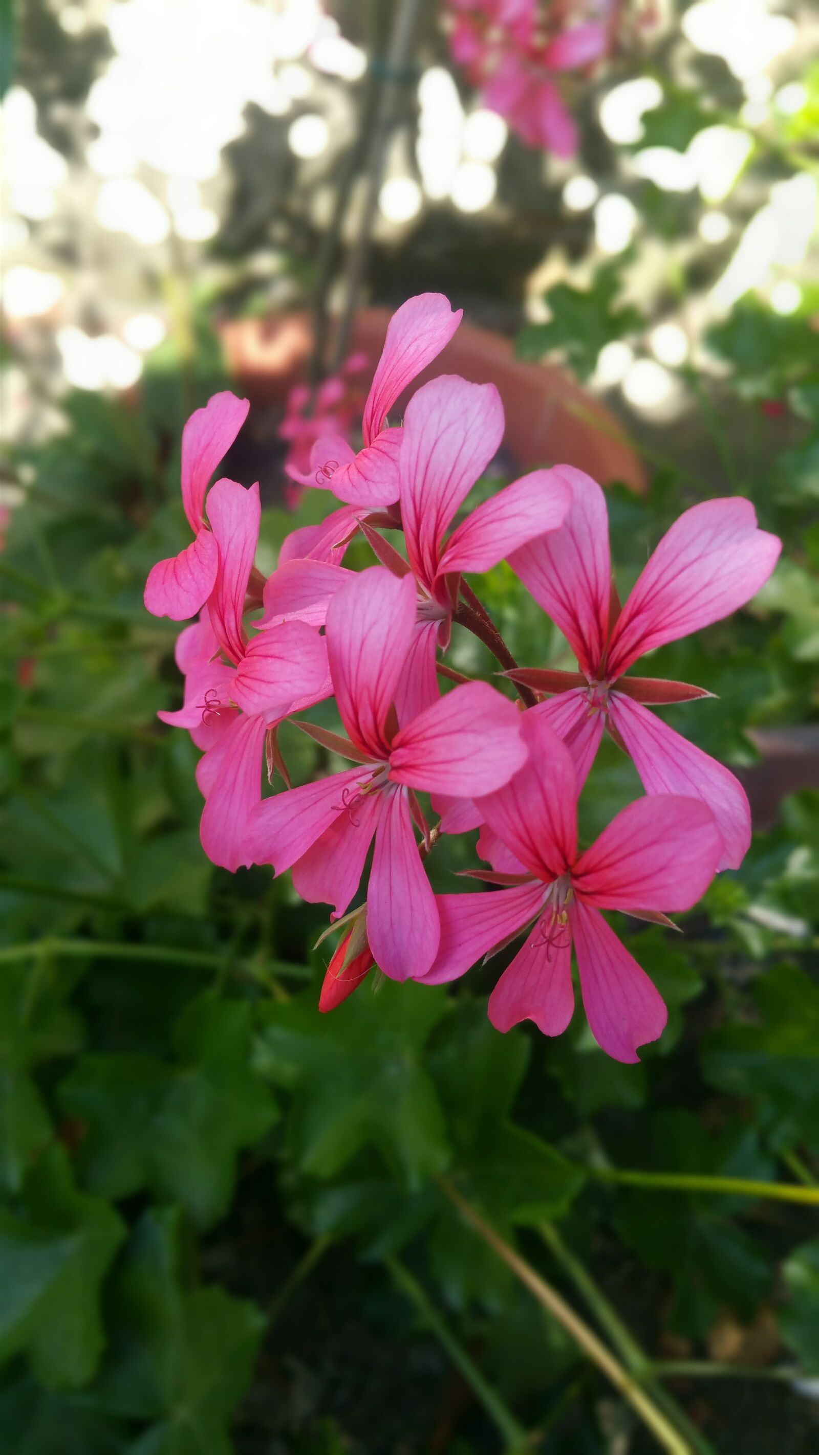 Samsung Galaxy Note4 sample photo. Flower, purple flower, garden photography