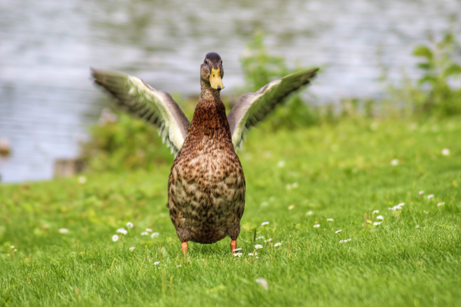 Canon EOS 600D (Rebel EOS T3i / EOS Kiss X5) sample photo. Duck, mallard, wing photography