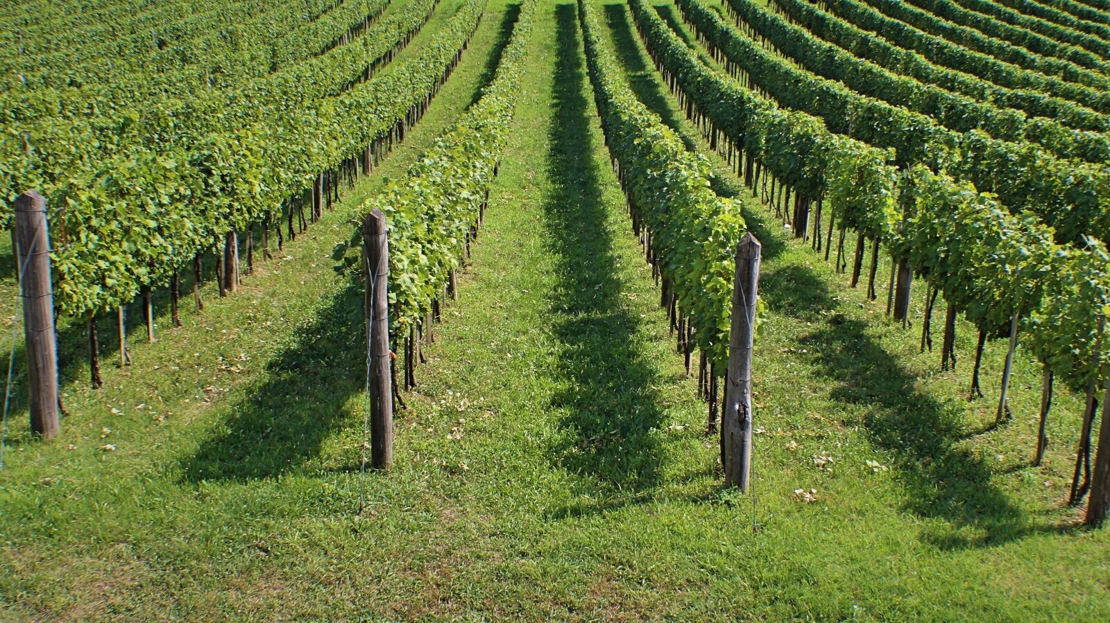 Canon EOS 600D (Rebel EOS T3i / EOS Kiss X5) sample photo. Vineyards, winery, wine photography