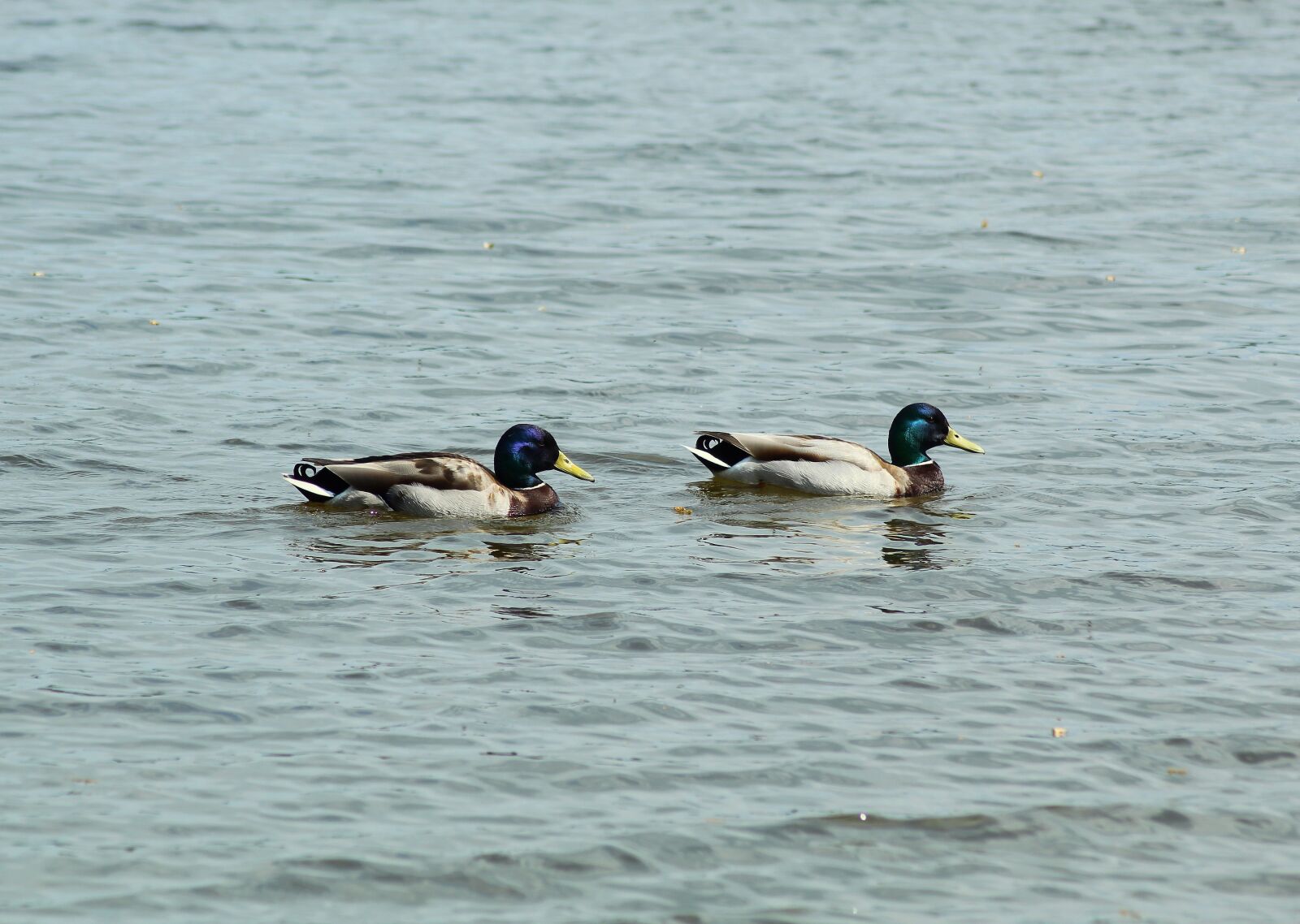 Canon EOS 1300D (EOS Rebel T6 / EOS Kiss X80) sample photo. Ducks, water, swim photography