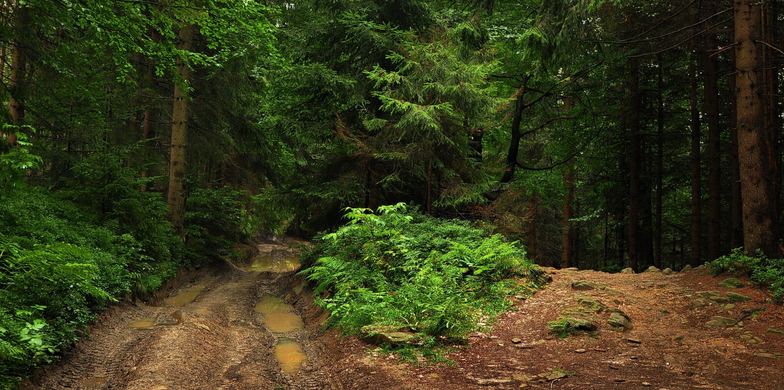 Nikon D90 sample photo. Way, beskids, hot photography