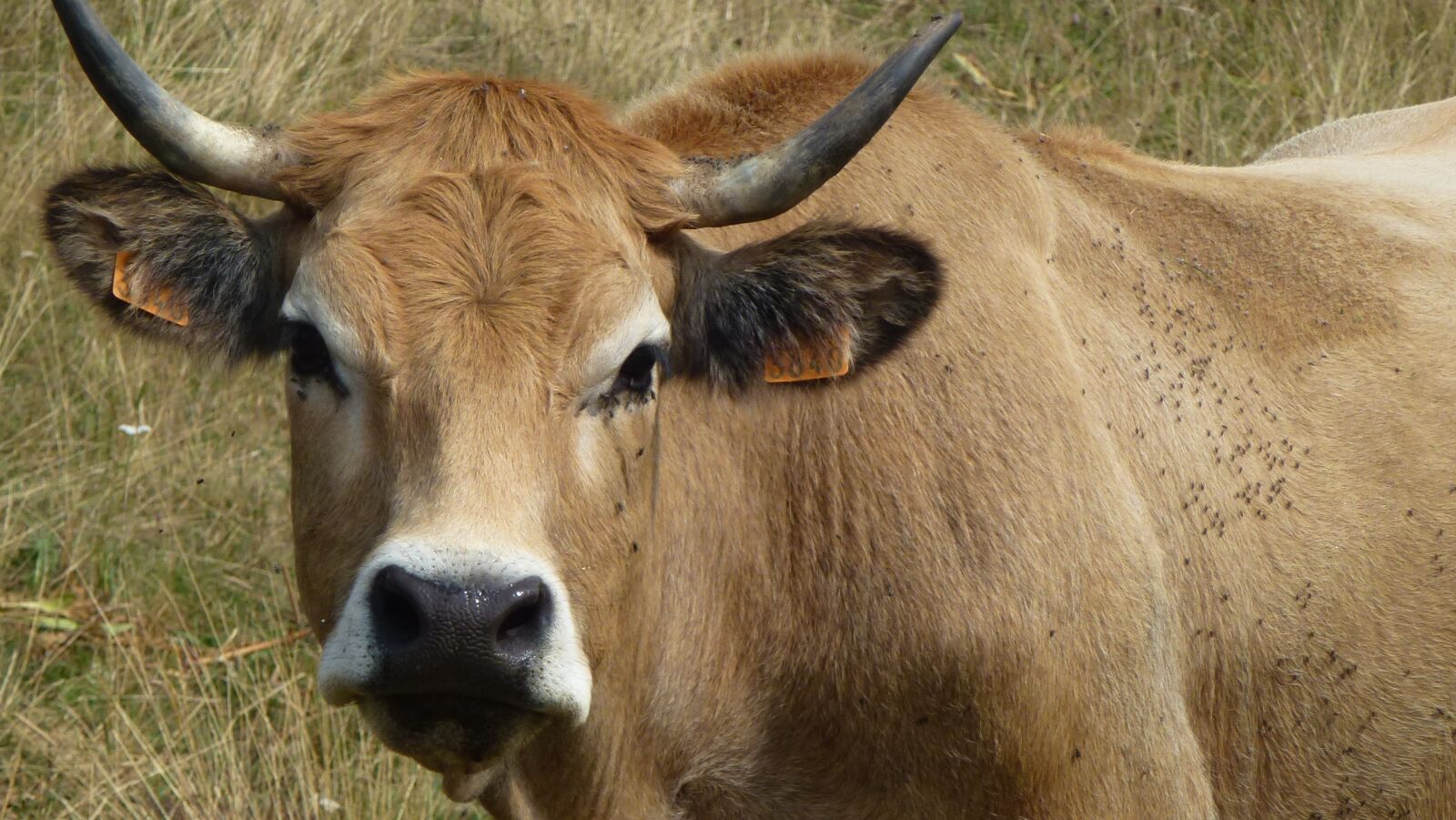 Panasonic Lumix DMC-ZS10 (Lumix DMC-TZ20 / Lumix DMC-TZ22) sample photo. Cow, race, aubrac photography