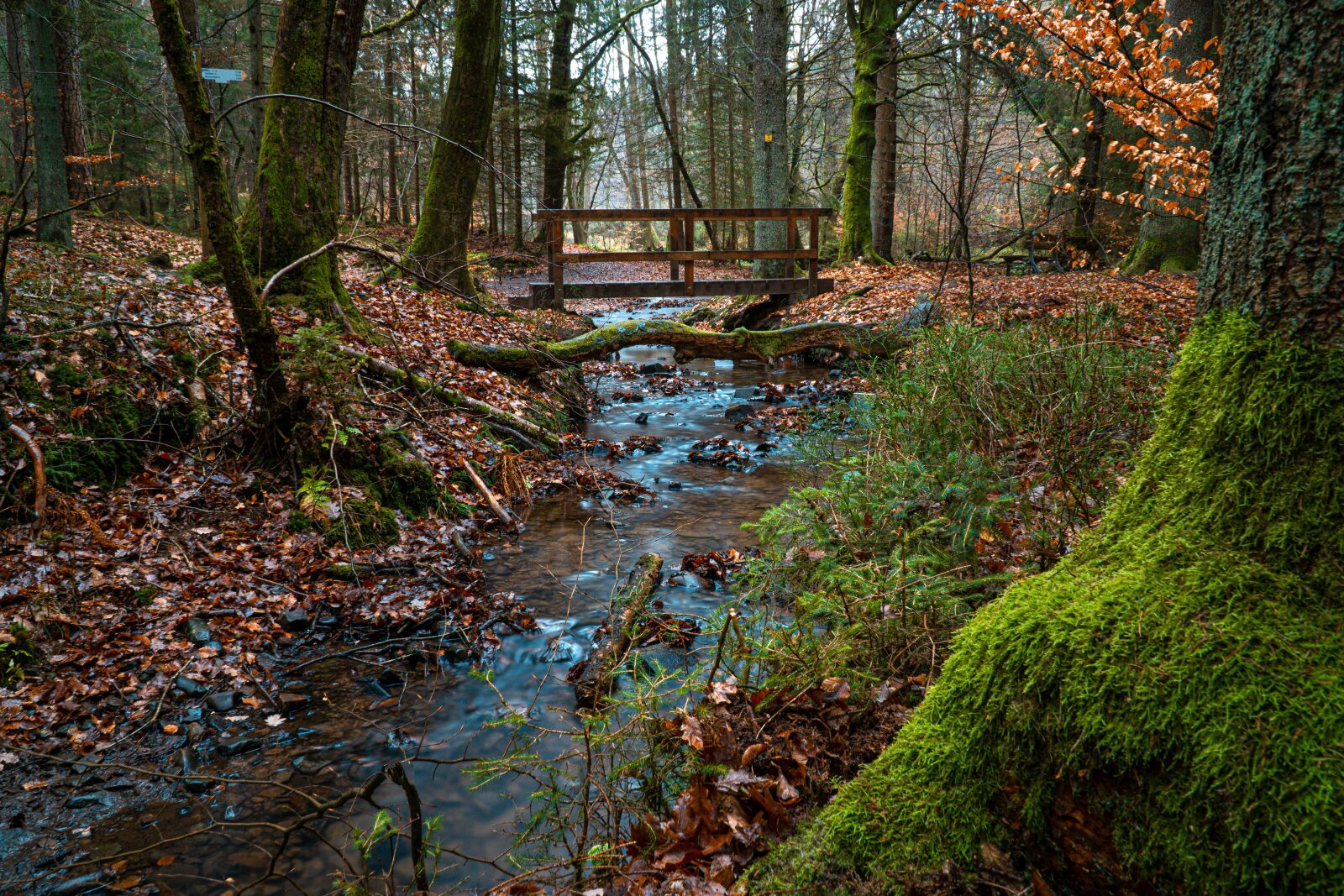 Sony a6000 sample photo. Forest, nature, autumn photography