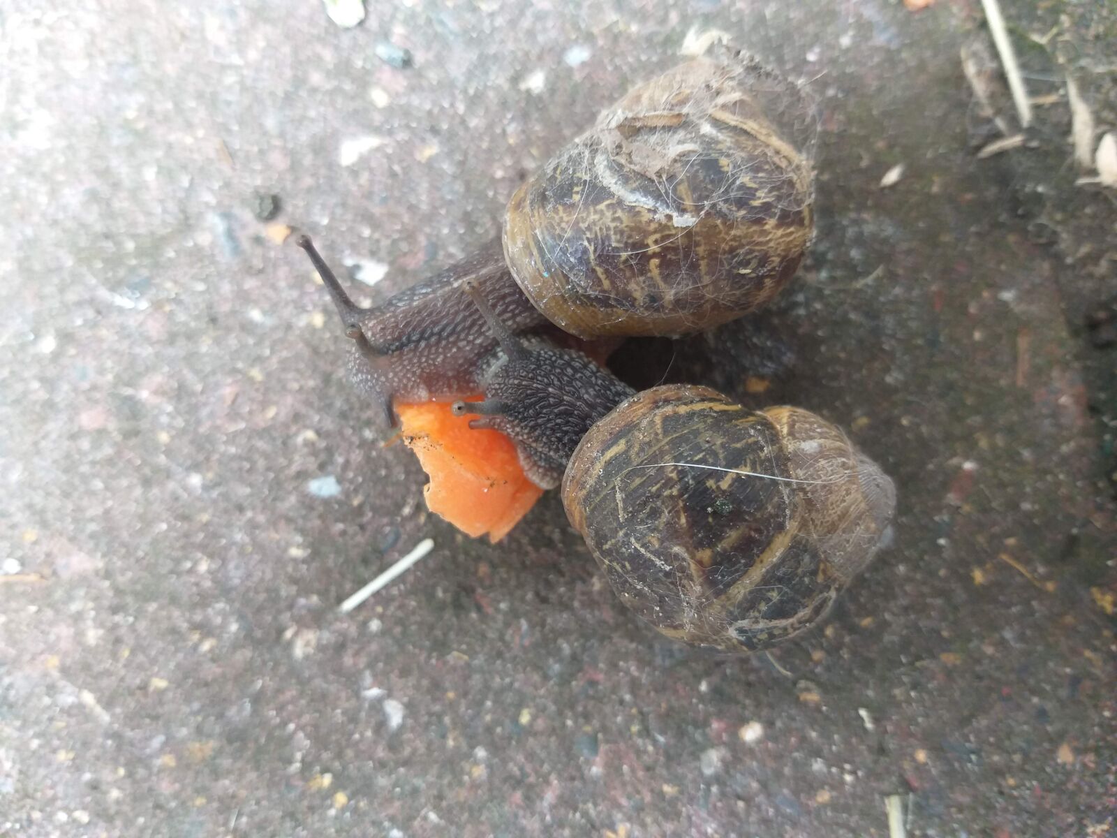 Samsung Galaxy A6+ sample photo. Love slugs and snails photography